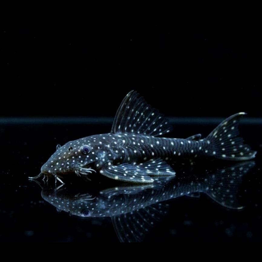 Weißpunkt-Fliegerharnischwels – L235 – Pseudolithoxus anthrax 🌑✨