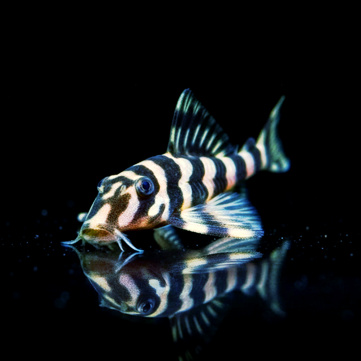 Atabapo-Schmetterlingsharnischwels L052 – Zonancistrus sp. (Dekeyseria picta/pulcher) 🐠🖤