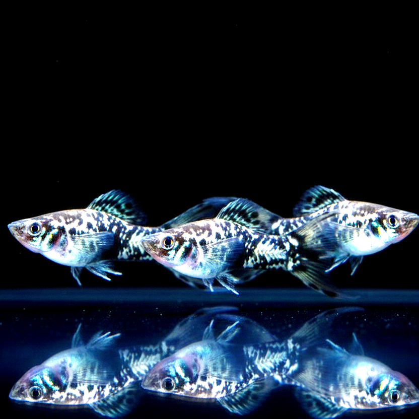 Molly Dalmatinermolly – Schwarz-weißes Farbspiel mit Charakter