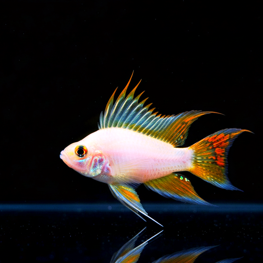 Apistogramma cacatuoides "Gold" 🐠✨