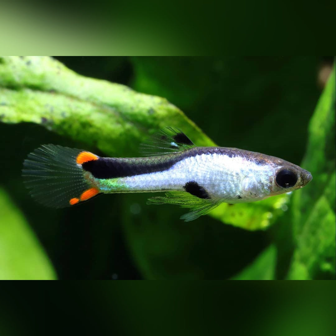 ✨ Guppy Wingei "Silverado" – Der glänzende Blickfang fürs Aquarium! ✨