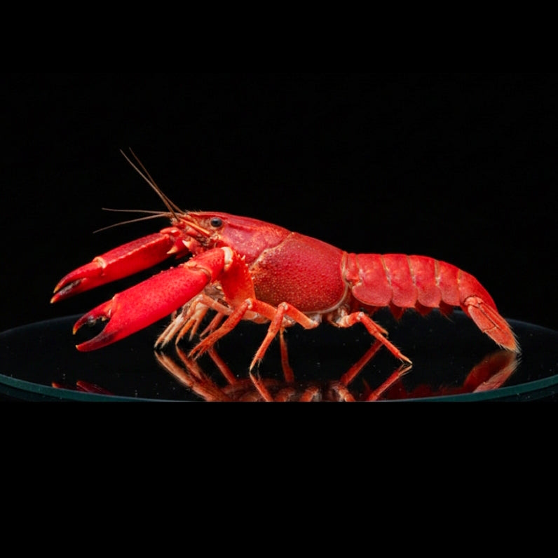 Cherax „Red Brick“ – Der majestätische Blickfang für Ihr Aquarium