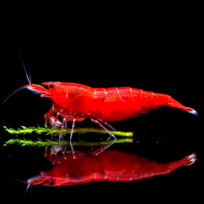 Bloody Mary Garnele – Neocaridina davidi