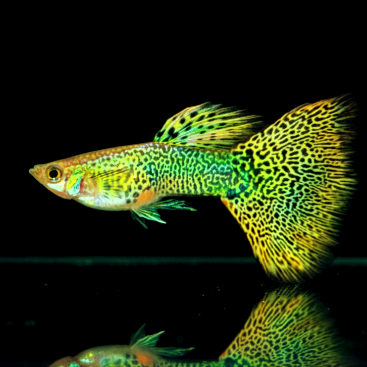 Hochzucht Guppy - Yellow Cobra