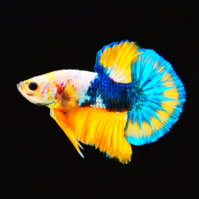 Kampffisch Betta splendens – Plakat Yellow Blue