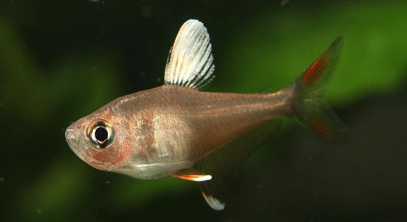 Schmucksalmler – Hyphessobrycon bentosi 💎🐠