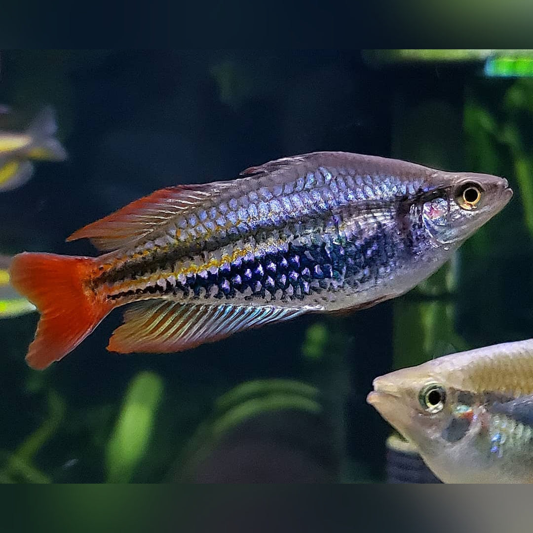 Westlicher Rotschwanz Regenbogenfisch – Melanotaenia australis 🌈🐟