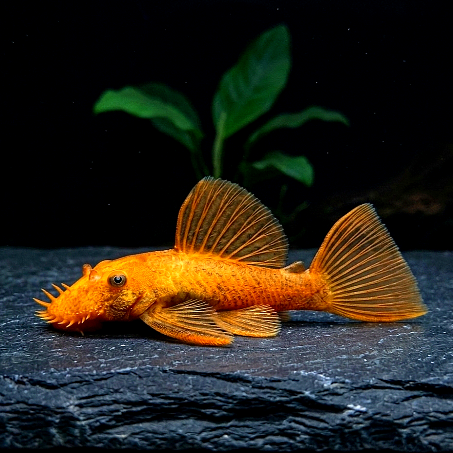 L016 Antennenwels Ancistrus sp. red - Super Red