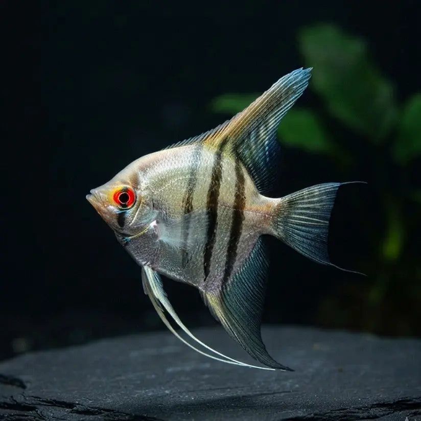 Skalar „Zebra“ AquaTimo