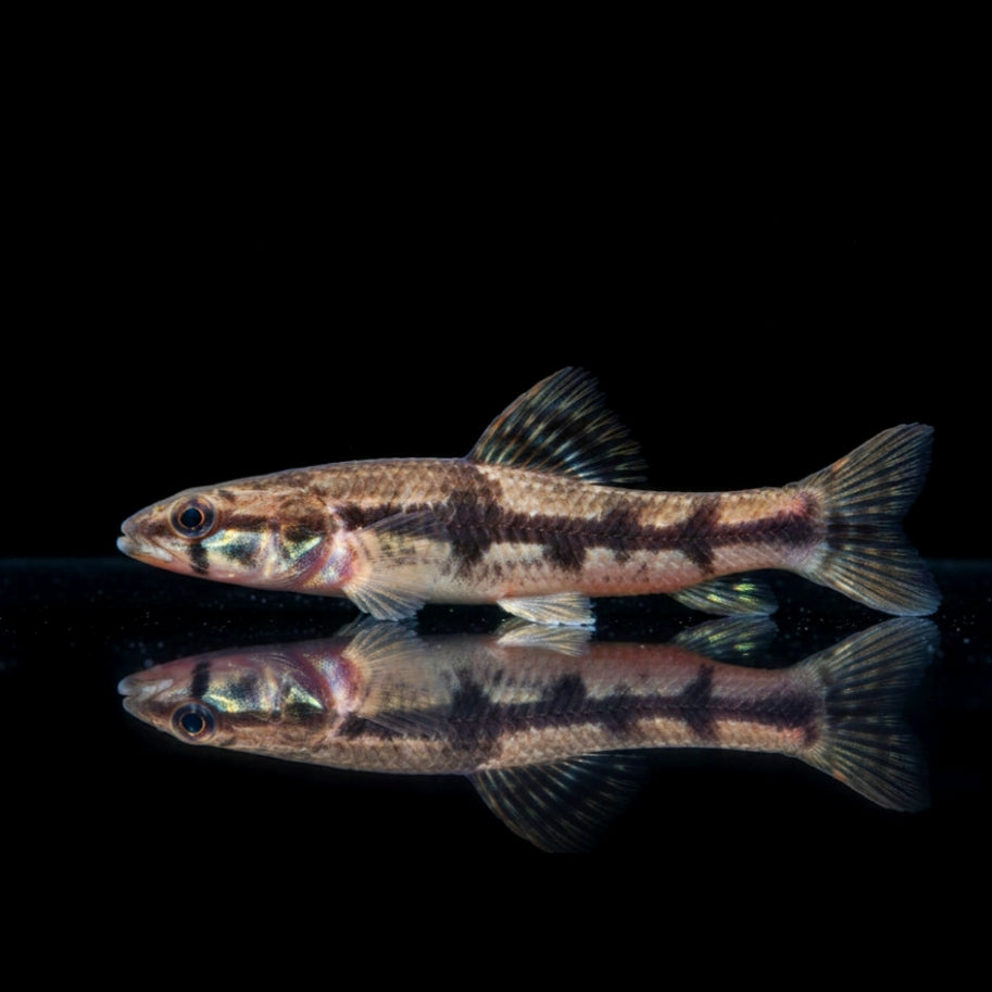 Wolfssalmler – Hoplias malabaricus