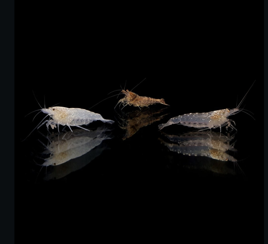 Caridina multidentata - Amanogarnele