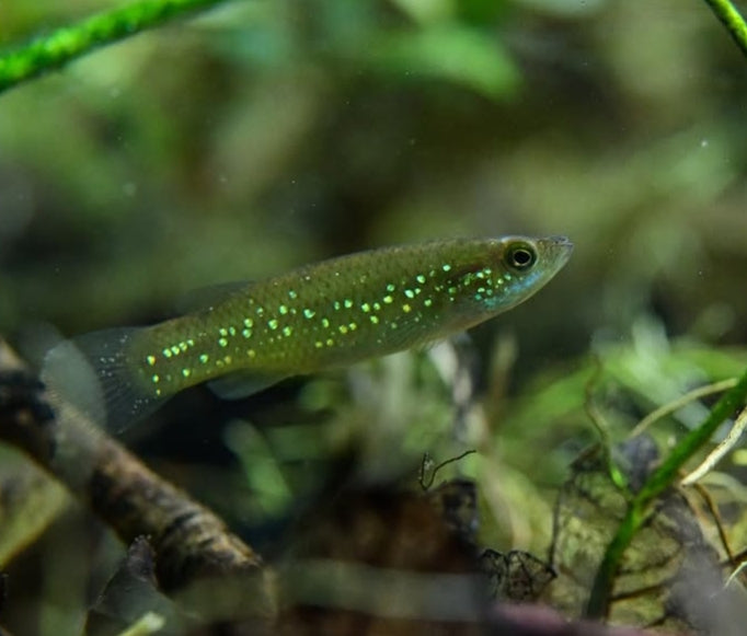 Barrens Fundulus – Fundulus julisia 🐟🌿