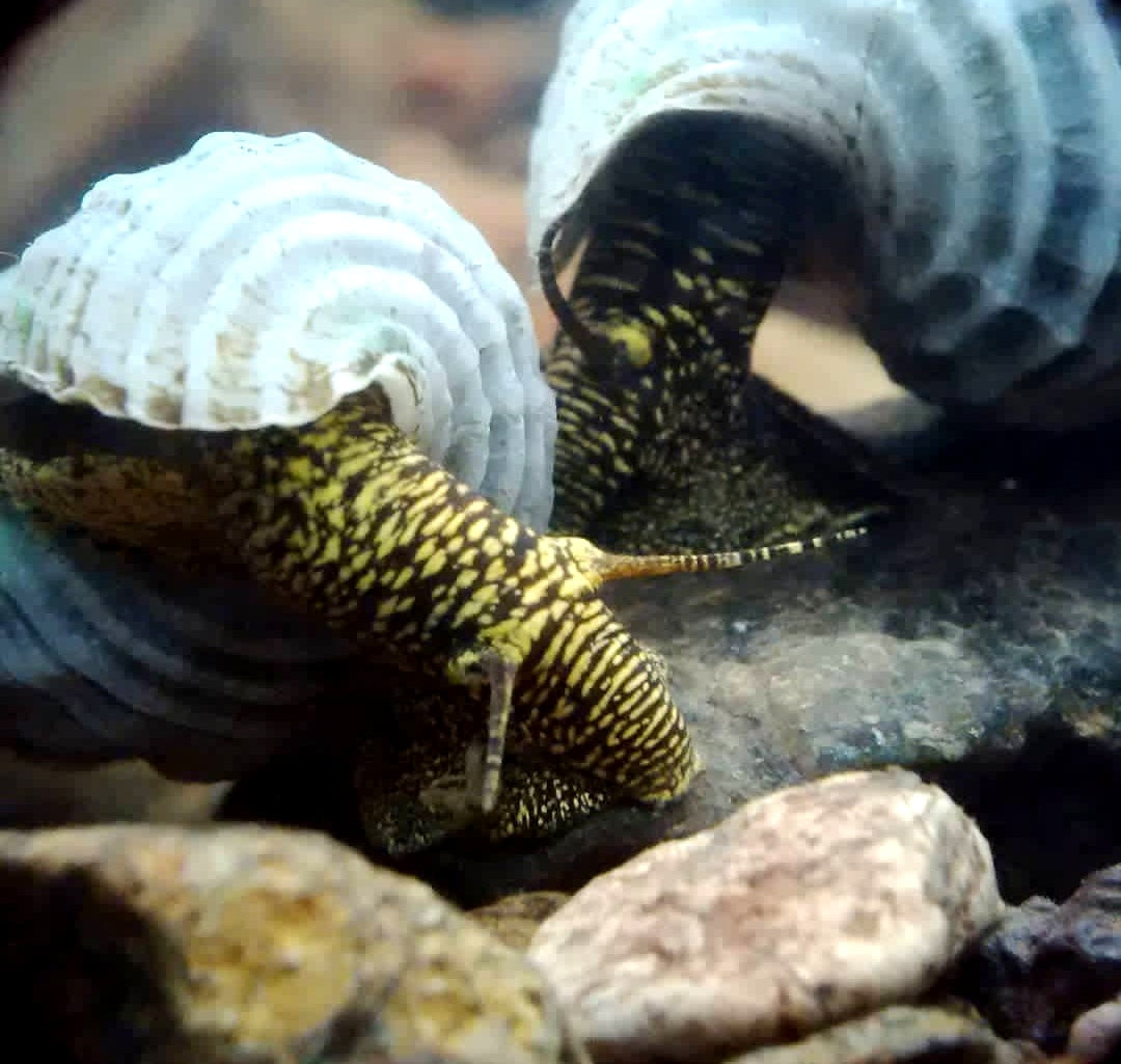 Himalayan Turmdeckelschnecke - Tylomelania marwotoae