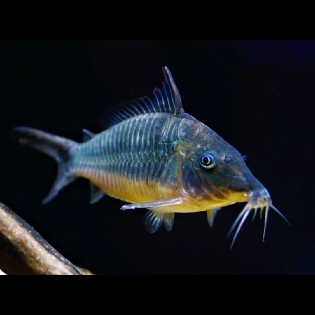 Smaragd-Panzerwels – Brochis splendens 🐟