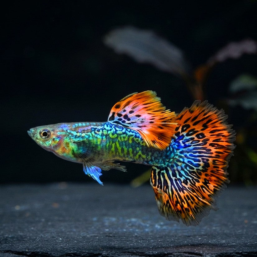 Hochzucht Guppy - ❤️ Red Dragon AquaTimo