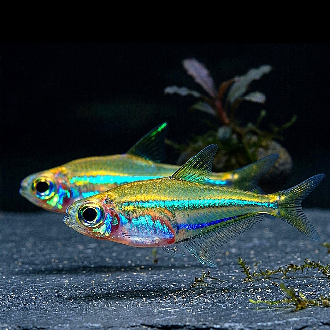 Blaubandsalmler – Heterocharax virgulatus