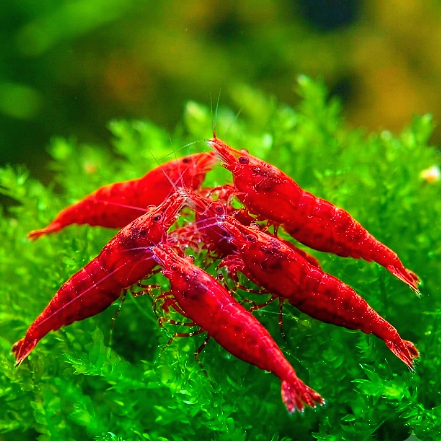 Neocaridina davidi -❤️ Bloody Mary Garnele
