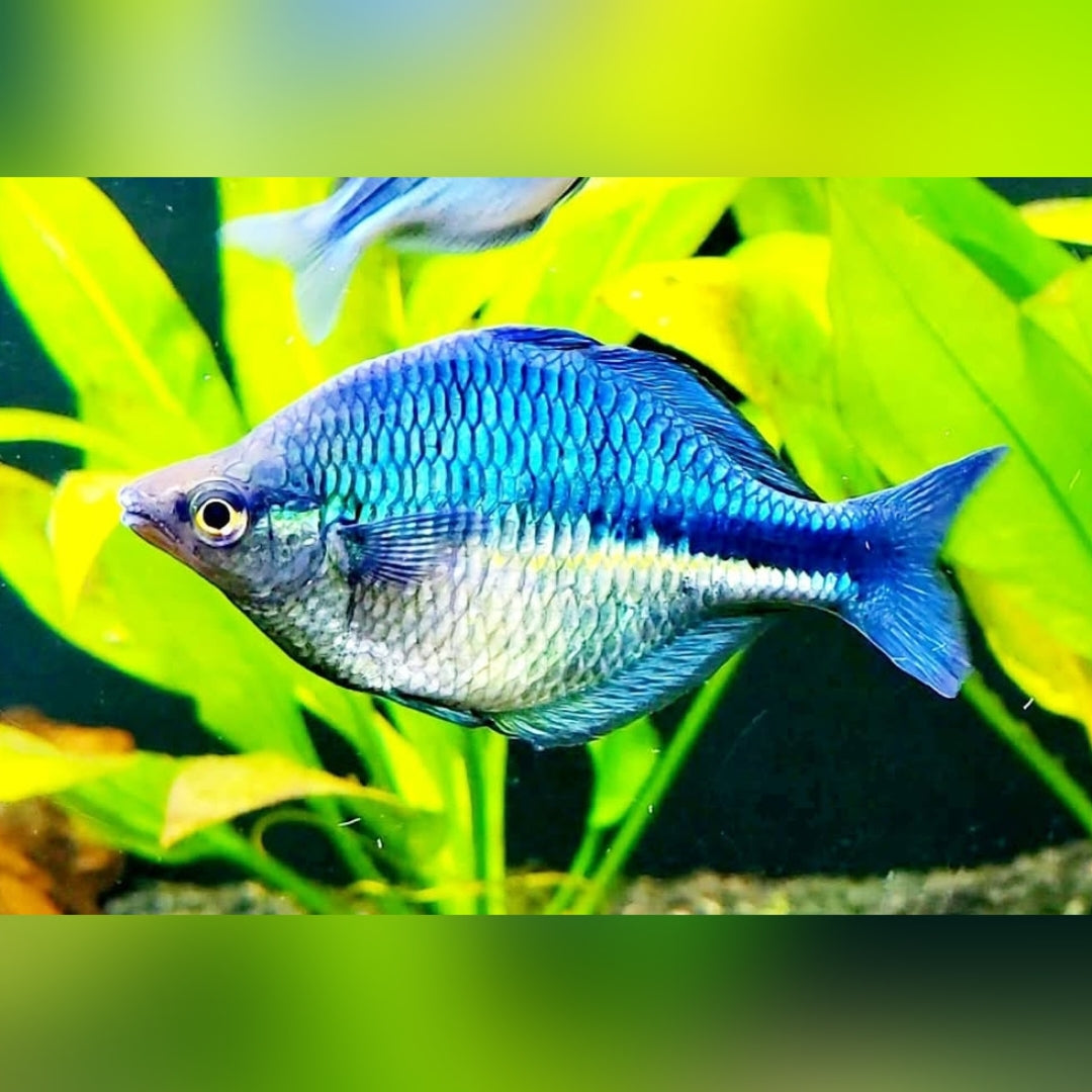 Blauer Regenbogenfisch – Melanotaenia lacustris 🌊🐟