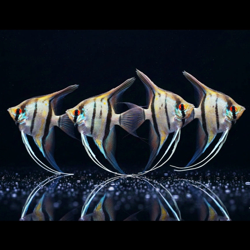 Peru-Altum-Skalar  

Pterophyllum scalare „Peru“ 🌿🇵🇪