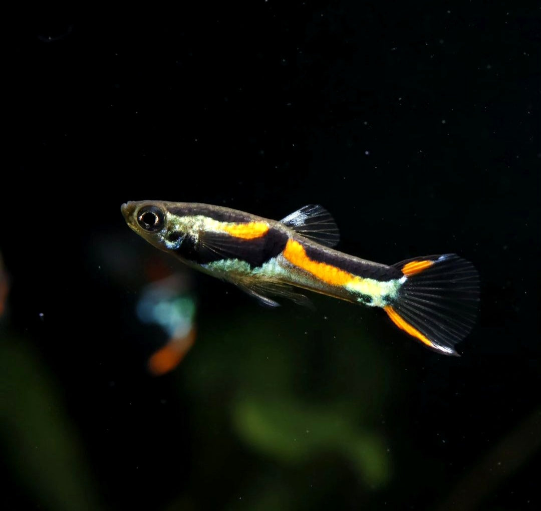 Endler Guppy - Naturform Guppys aus Liebevoller Zucht