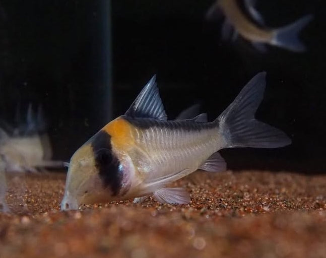 Goldstirnpanzerwels – Corydoras adolfoi 🧡🐟
