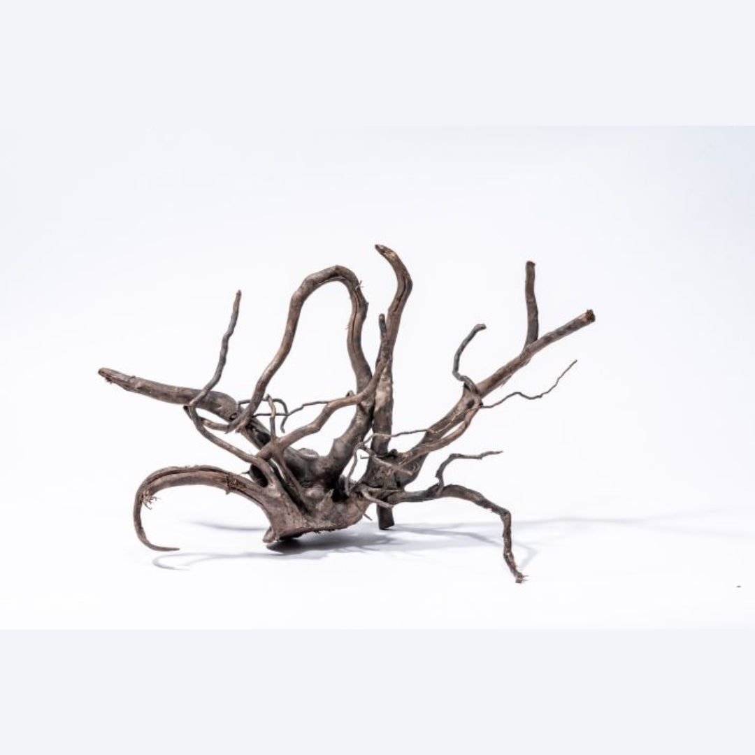 Black Root – Dramatische Kontraste & Elegante Strukturen - AS+