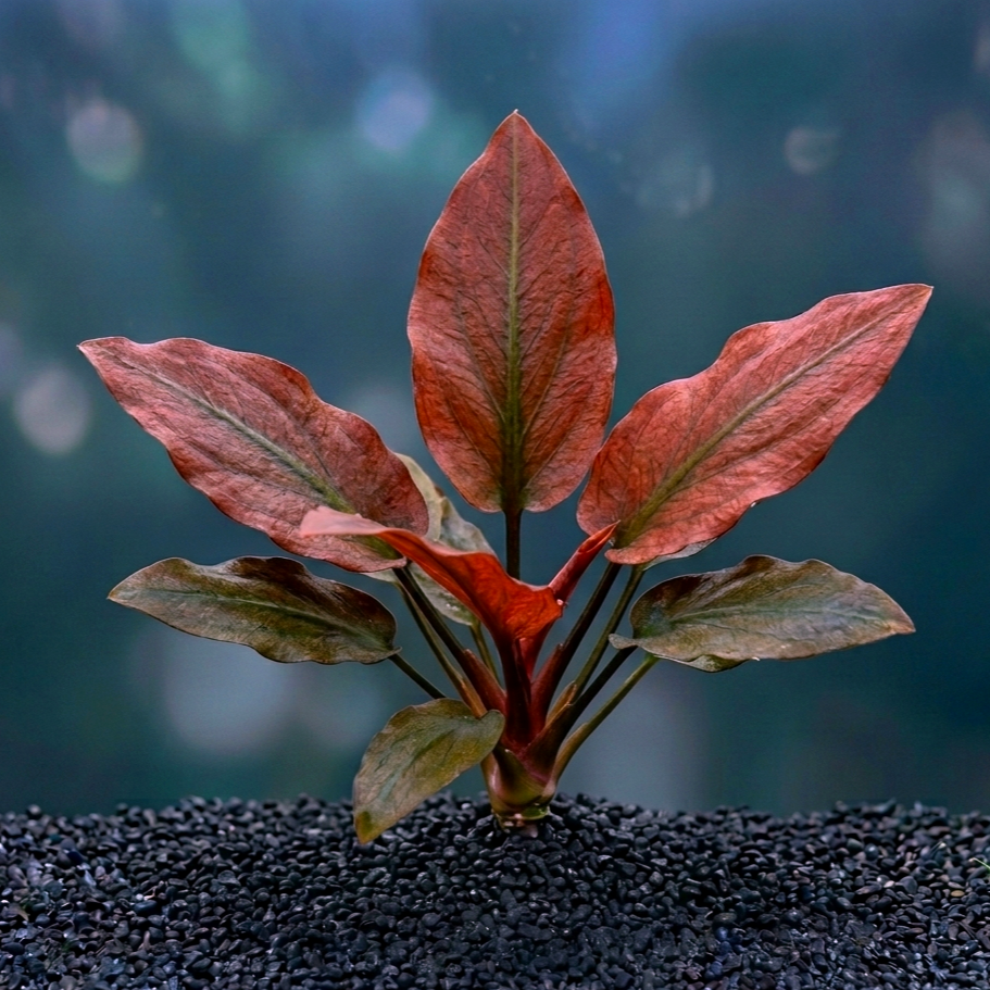 Lagenandra meeboldii 'Rot' / Dennerle-Plants