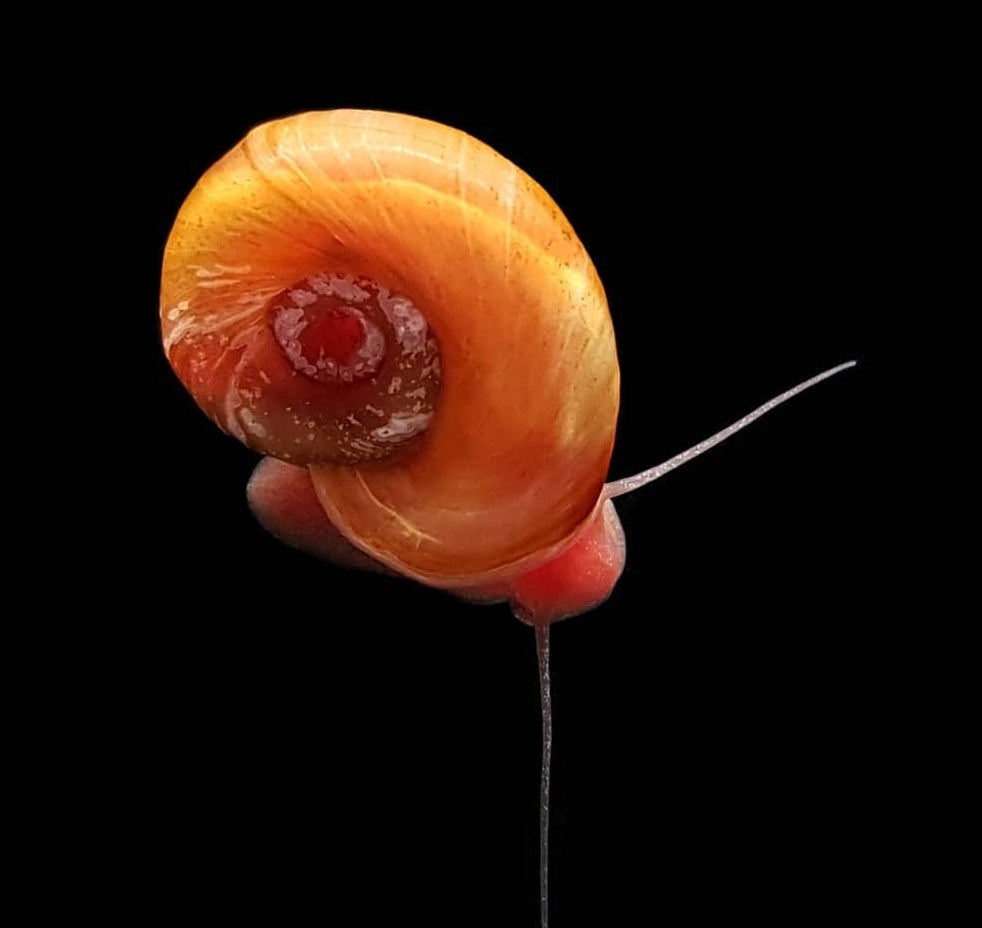 Posthorn Schnecke "Rot-Orange"   - PHS