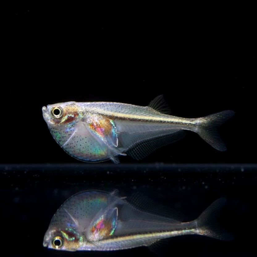 Glasbeilbauchsalmler – Carnegiella myersi