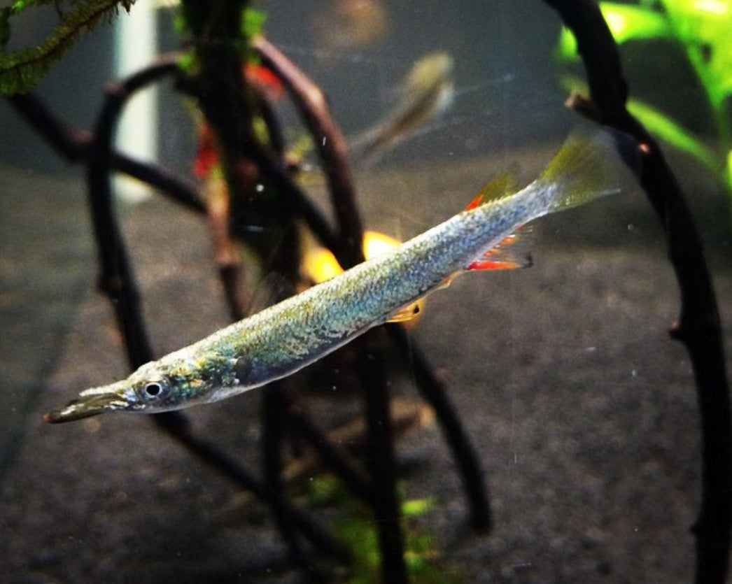 Halbschnabelhechtling "Silver" – Dermogenys pusilla 🐟✨