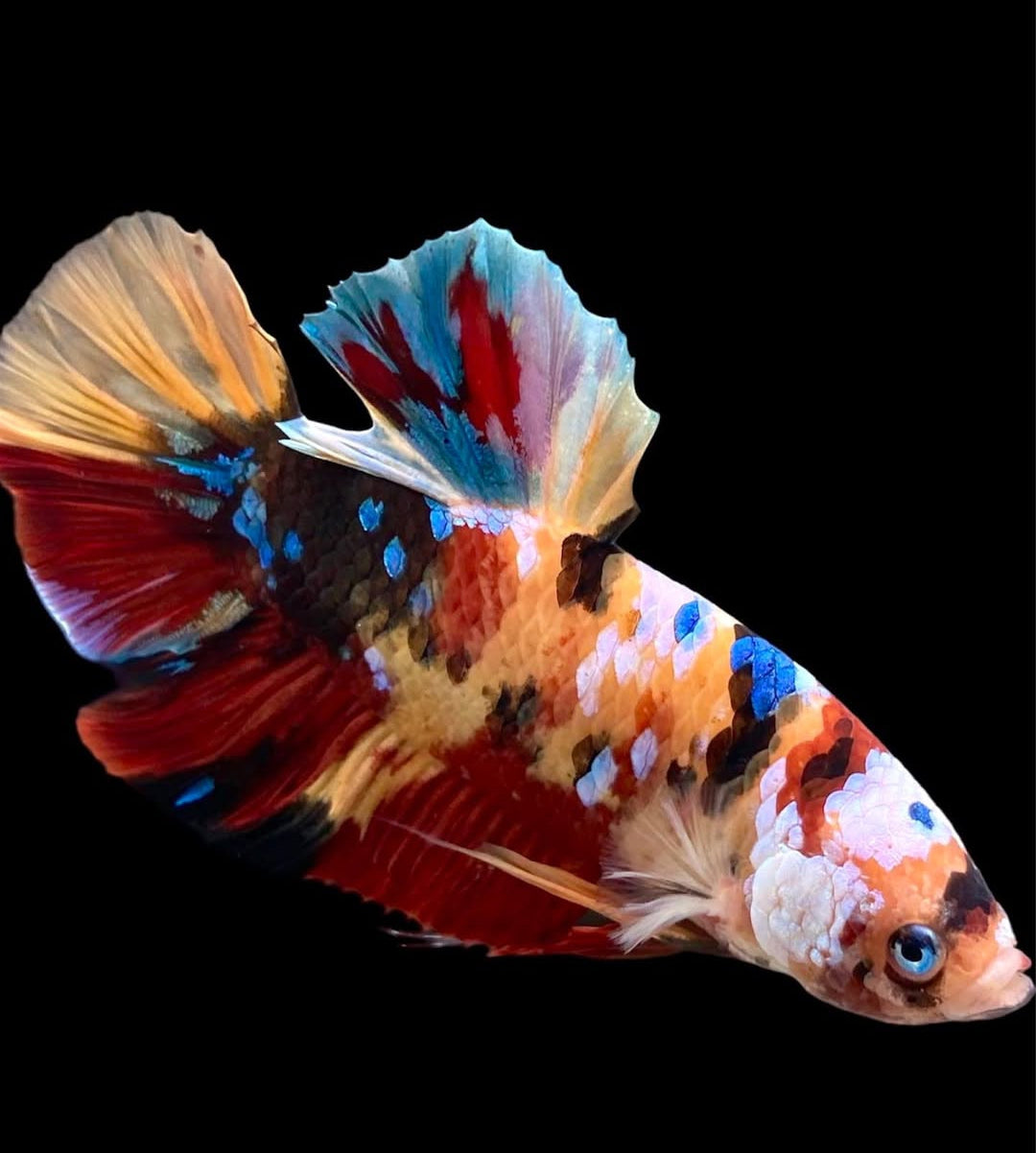 Betta splendens "Plakat Koi" – Farbstarker Koi-Kampffisch für dein Aquarium
