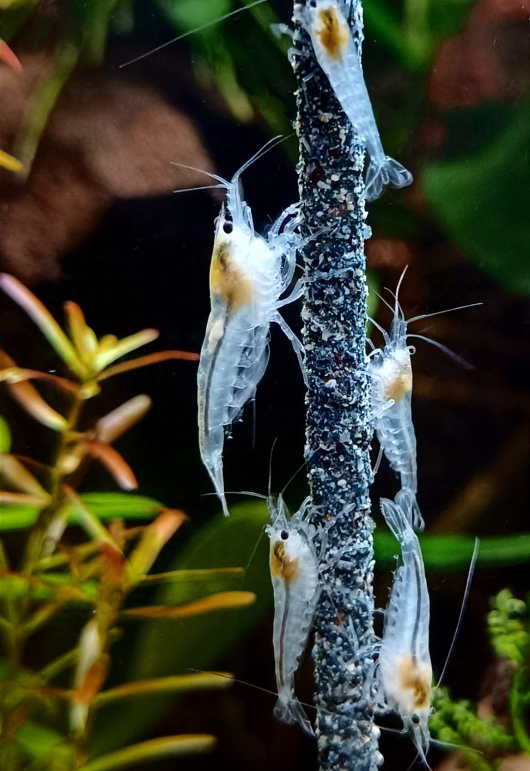 White Pearl Garnelen - Neocaridina