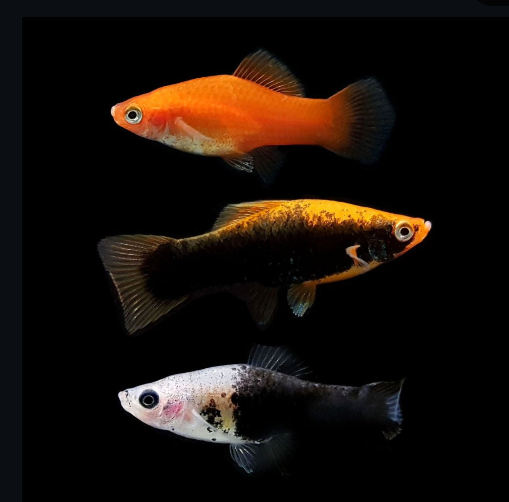 Platy Mix aus Liebevoller aufzucht