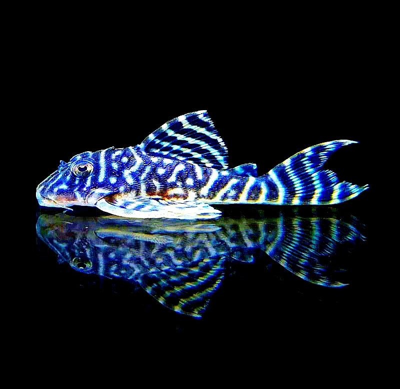 L333 - Königstiger Harnischwels "Spezial" - Hypancistrus sp.