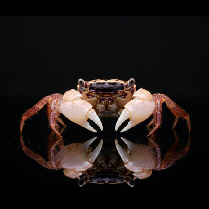 Vampirkrabbe „Indigo Green“