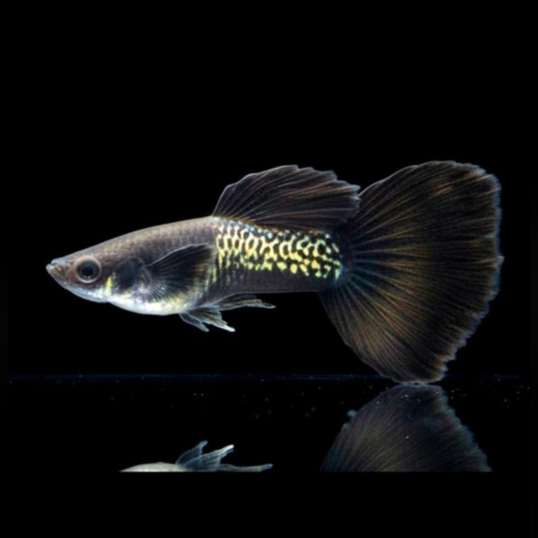Hochzucht Guppy - Black Cobra