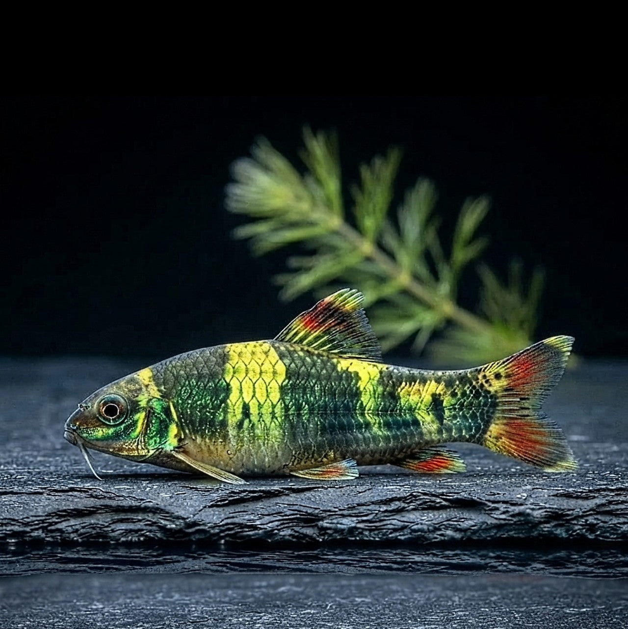 Prachtalgenfresser – 💚 Panda Saugbarbe (Garra flavatra) AquaTimo