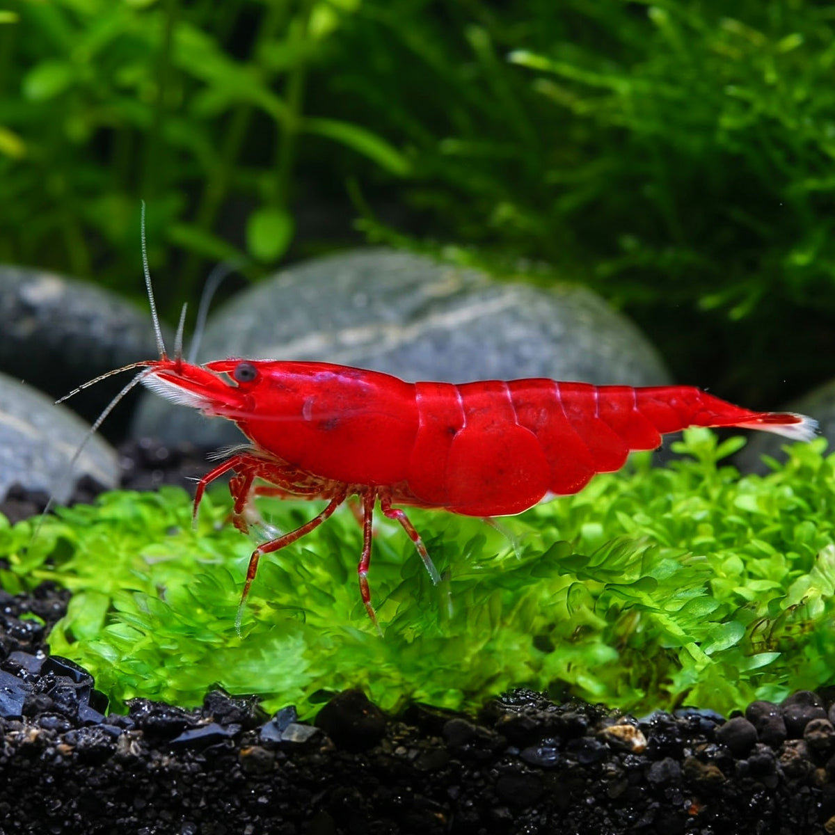 Neocaridina davidi -❤️ Bloody Mary Garnele