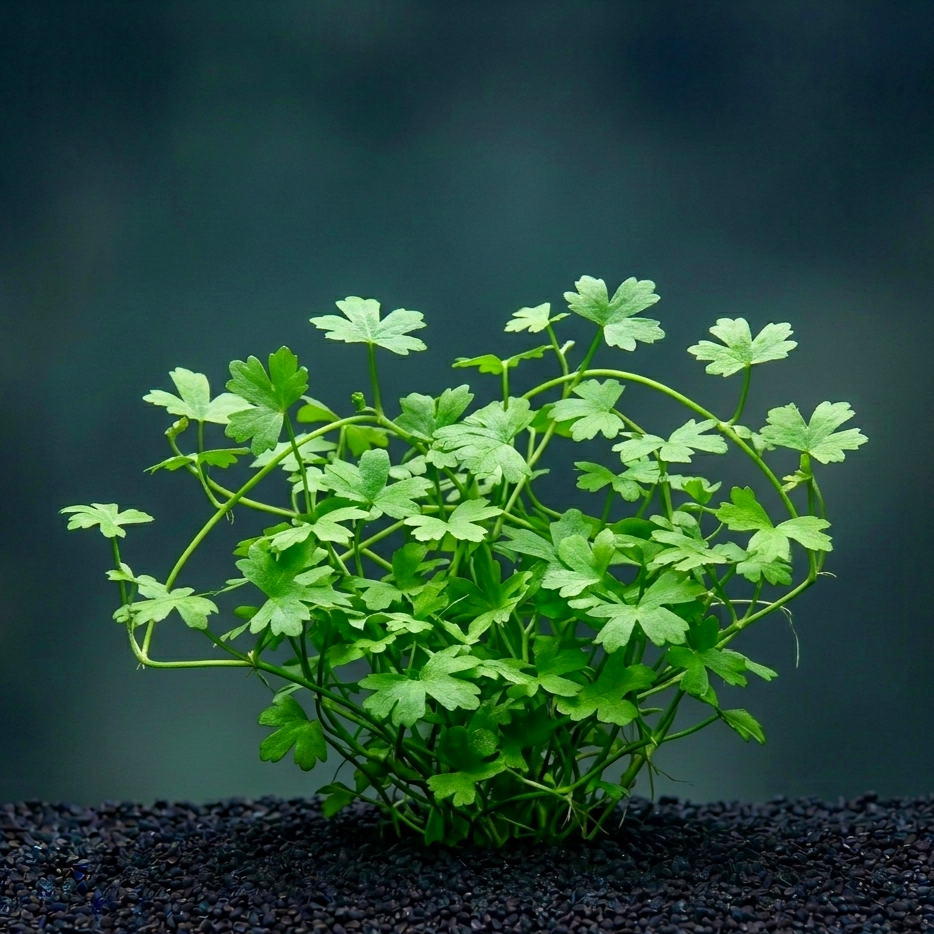 Hydrocotyle tripartita / Dennerle-Plants
