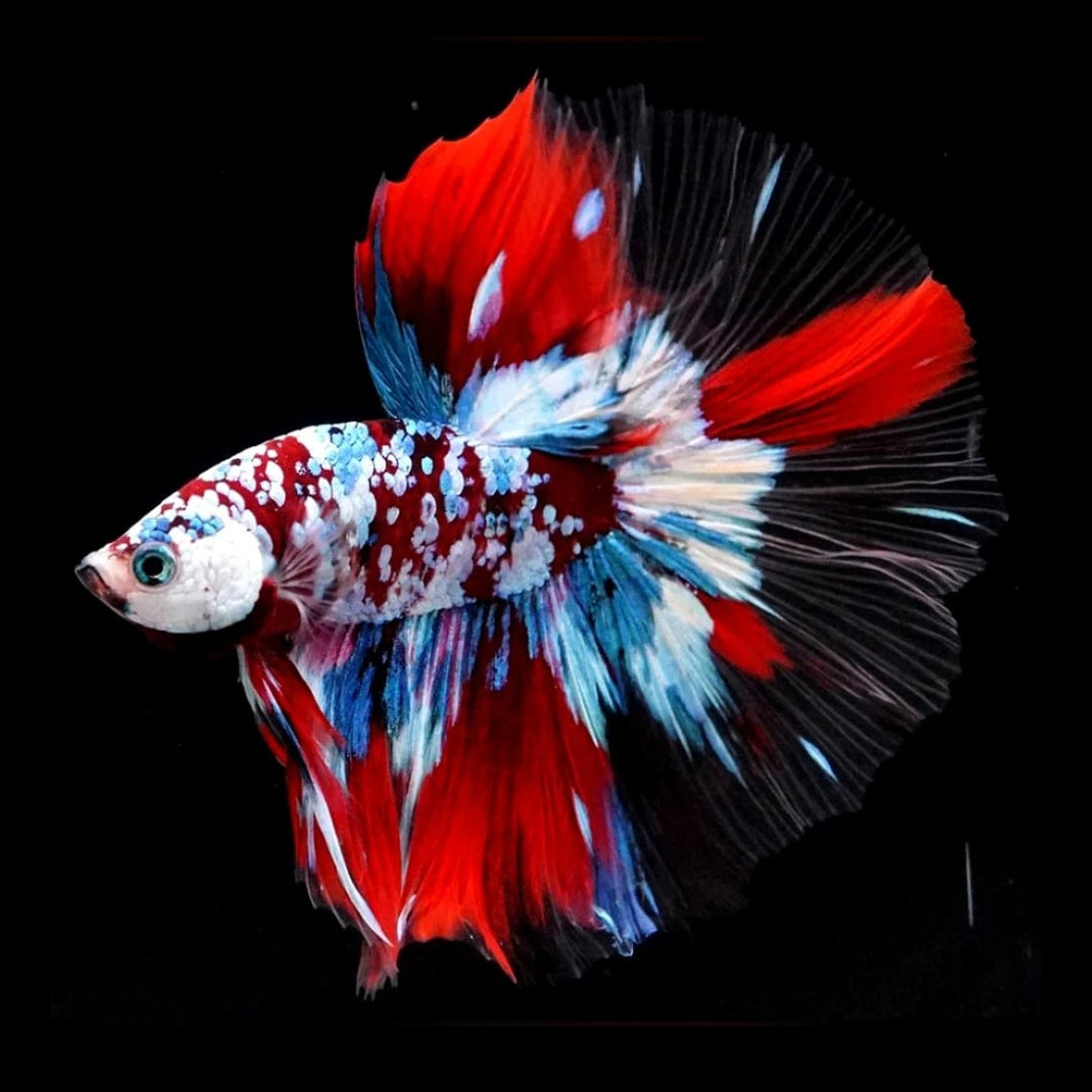 Betta splendens "Halfmoon Galaxy Candy" – Farbenfroher Kampffisch mit spektakulärer Musterung