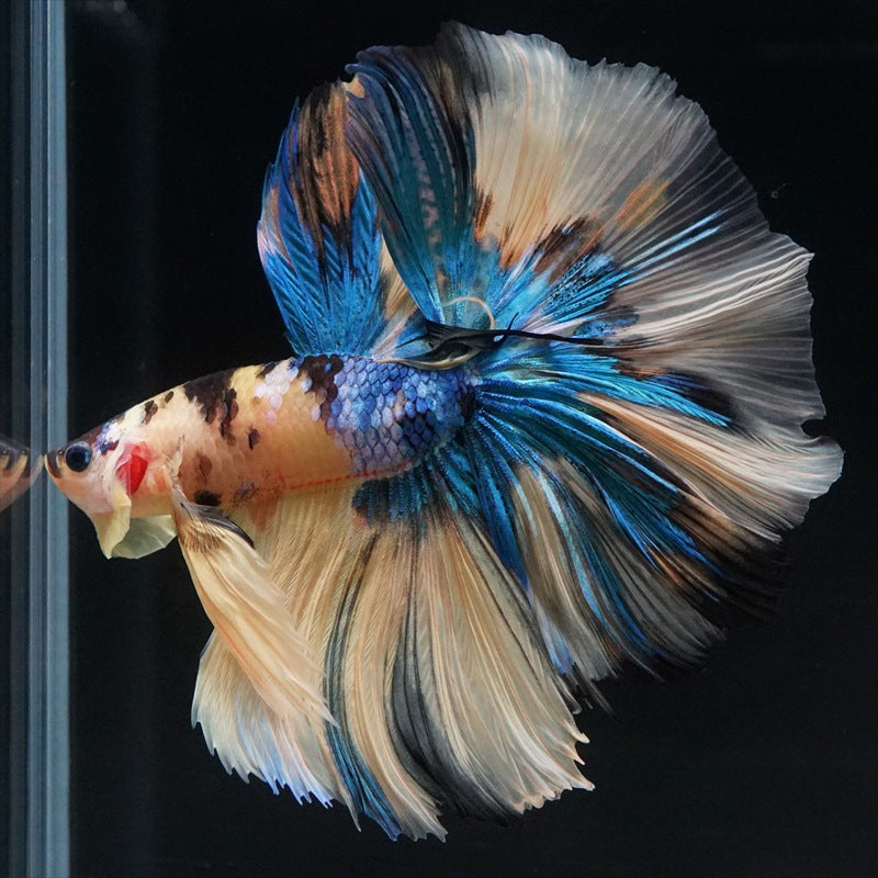 Betta splendens "Halfmoon Fancy Koi Nemo" – Farbenfroher Kampffisch mit spektakulärer Musterung