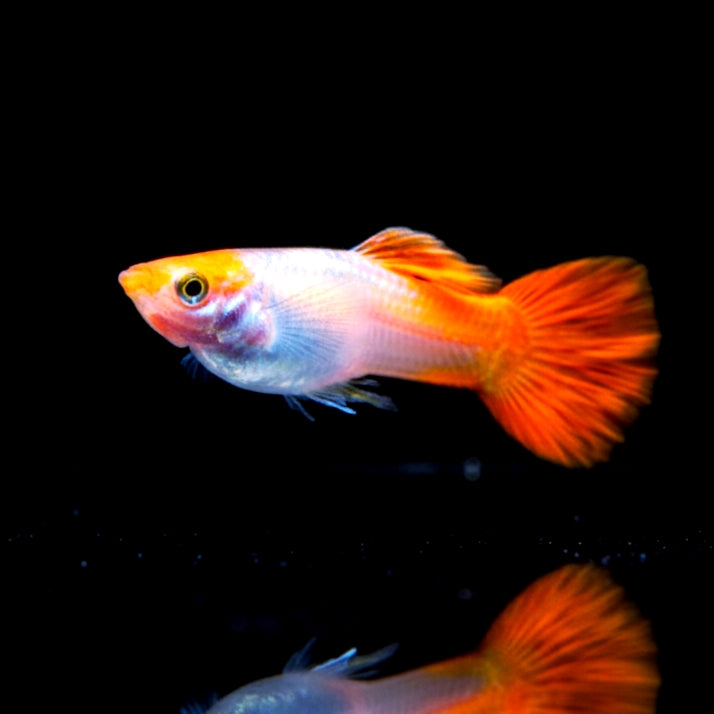 Hochzucht Guppy - Koi