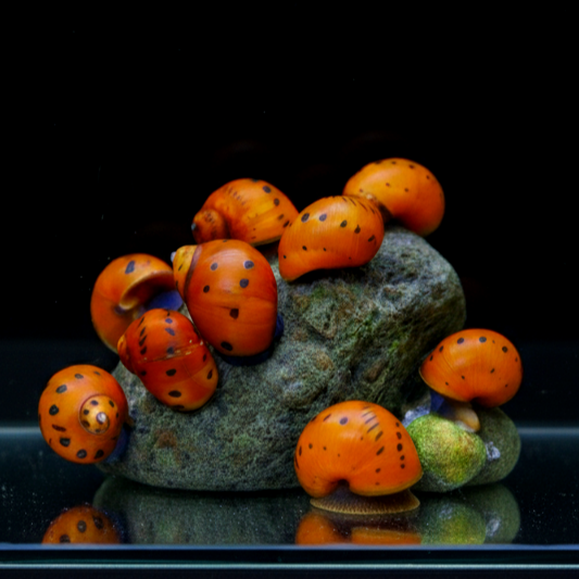 Neritina (Vittina) semiconica - Orange Track Rennschnecke