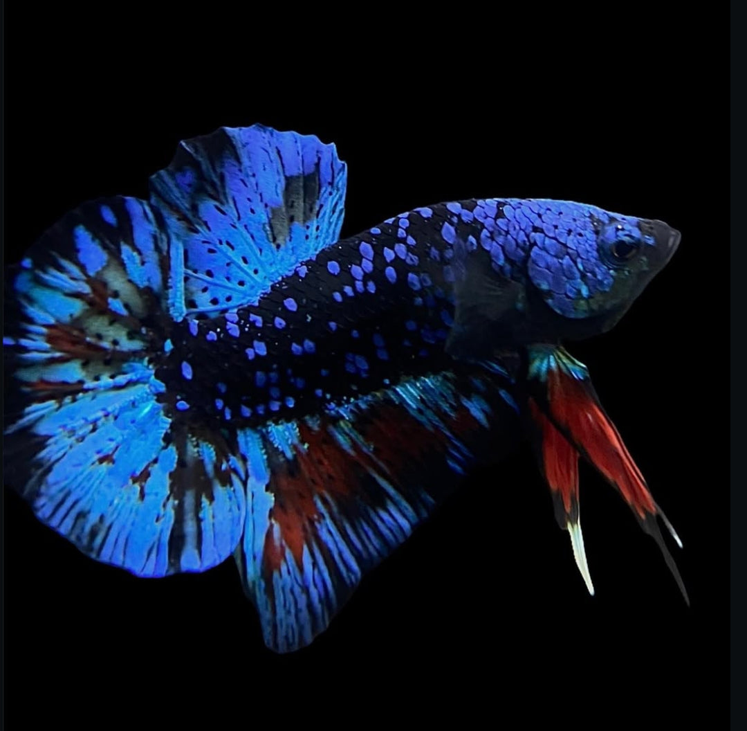 Betta splendens "Plakat Mix" – Kurzflossiger Kampffisch in bunter Vielfalt