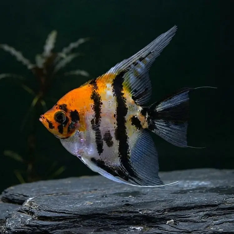 Skalar Red Head Marble - Pterophyllum scalare AquaTimo