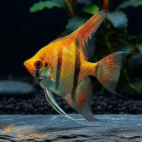 Skalar „Gold“ Pterophyllum scalare GOLD ✨🐠