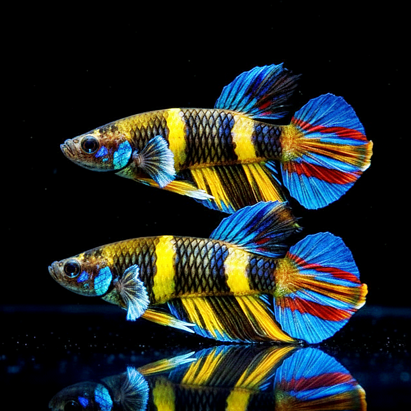 Ringelhechtling – Epiplatys annulatus