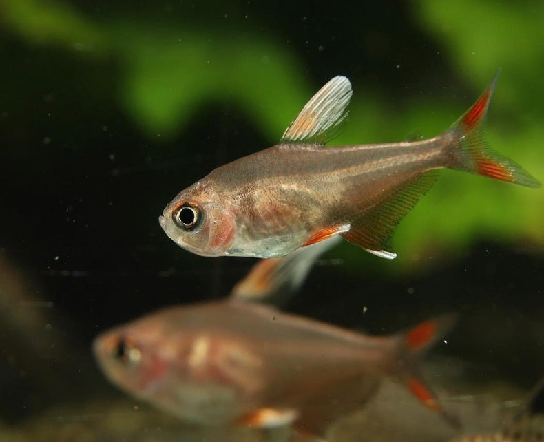 Schmucksalmler – Hyphessobrycon bentosi 💎🐠