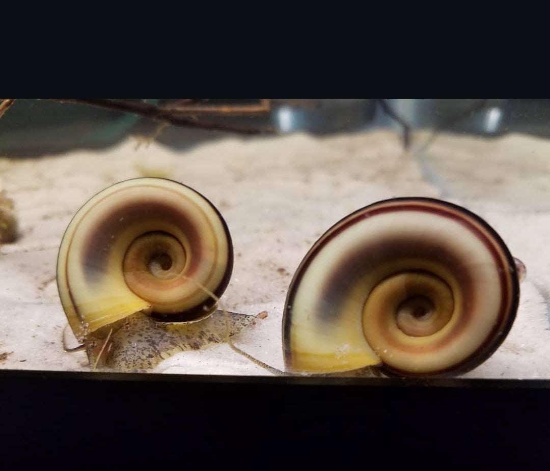 Goldene Paradiesschnecke – Marisa cornuarietis 🐌🌿