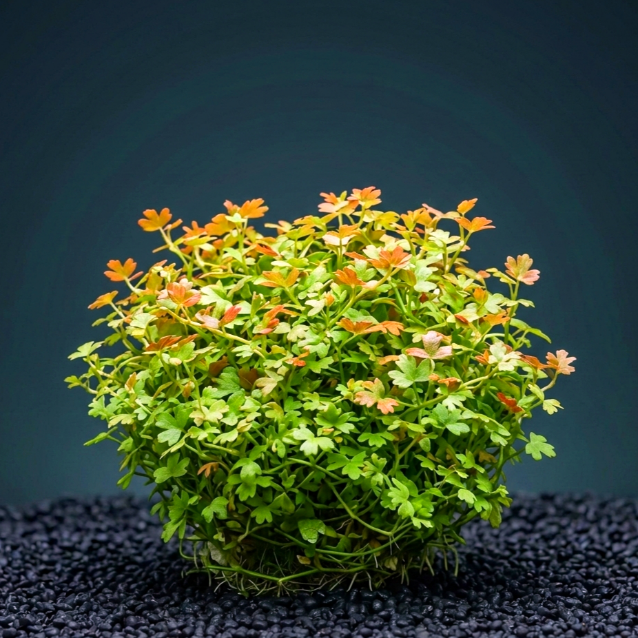 Hydrocotyle tripartita ´Mini´ CUP / Dennerle-Plants